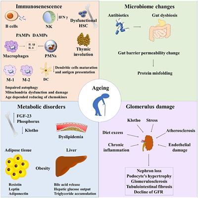 Microbiome, Immunosenescence, and Chronic Kidney Disease